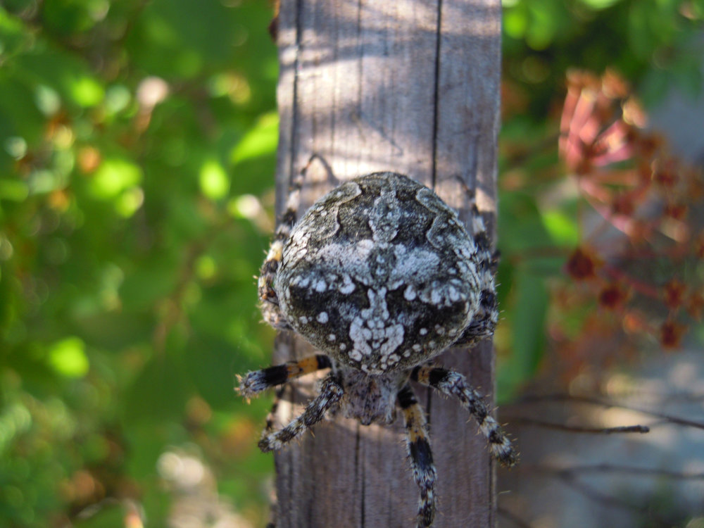 Spiders of Bulgaria 